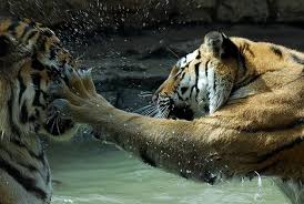 slap tiger